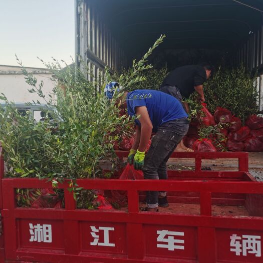 富民县 精品油橄榄苗