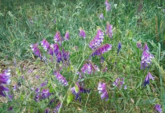 苕子种子  云南紫花苕子绿肥种子可用于，对土壤增肥疏松豌豆