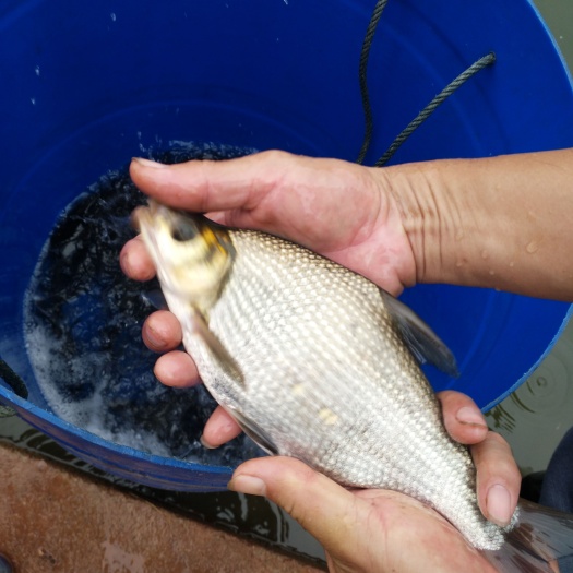 邻水县 鳊鱼苗 鱼场批发直销 提供技术指导支持云贵川陕渝等送货上门
