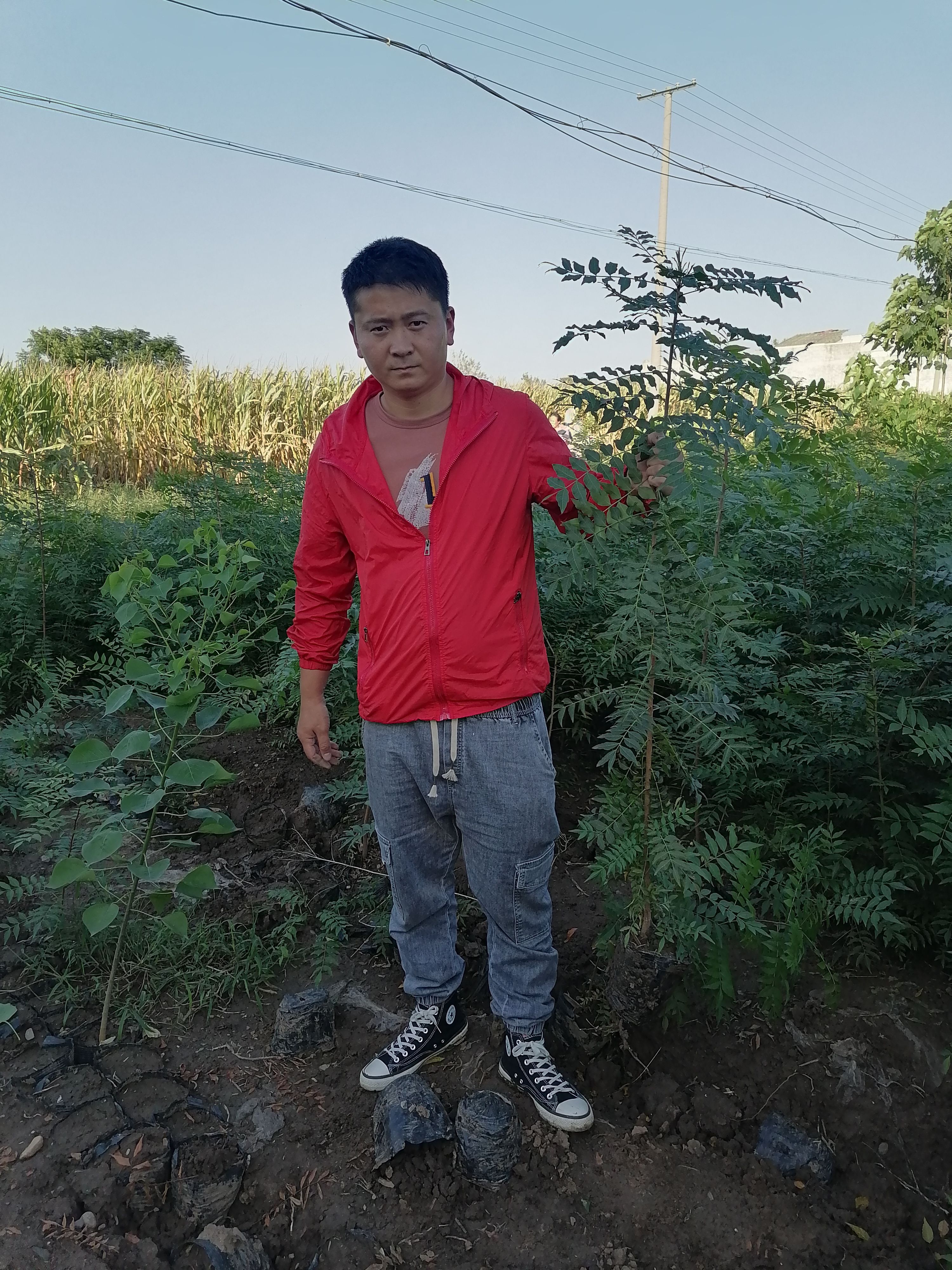 黄连木杯苗，黄连，黄连杯苗，16承18，一米以上高度