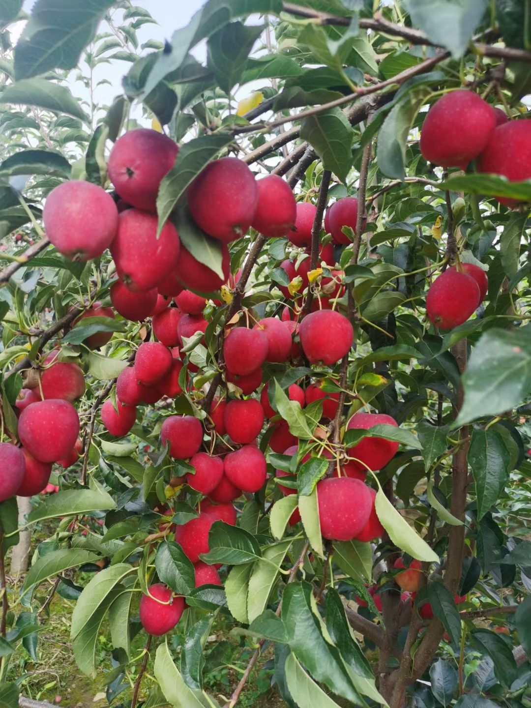 产地批发 精品鸡心果 锦绣海棠果 鲜果树苗均有口感上层优惠