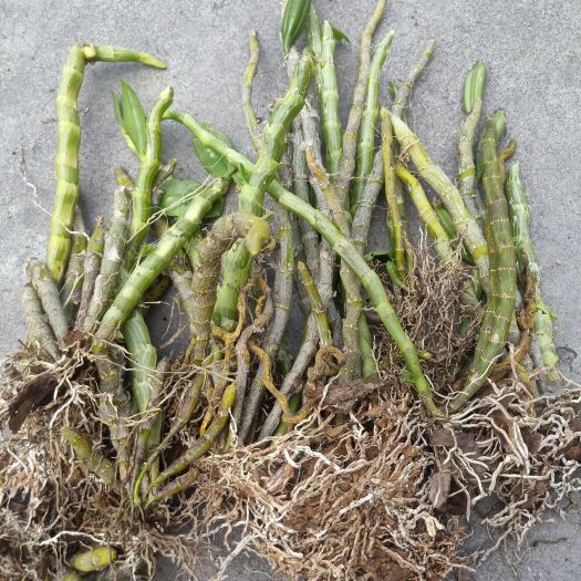 思茅云南普洱报春石斛