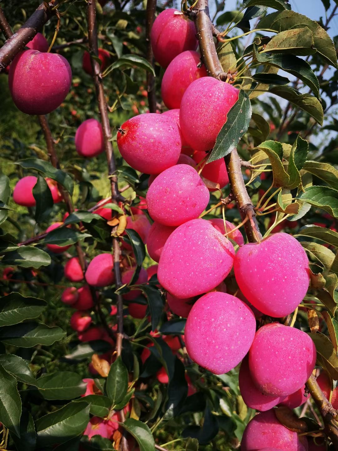 产地批发 精品鸡心果 锦绣海棠果 鲜果树苗均有口感上层优惠
