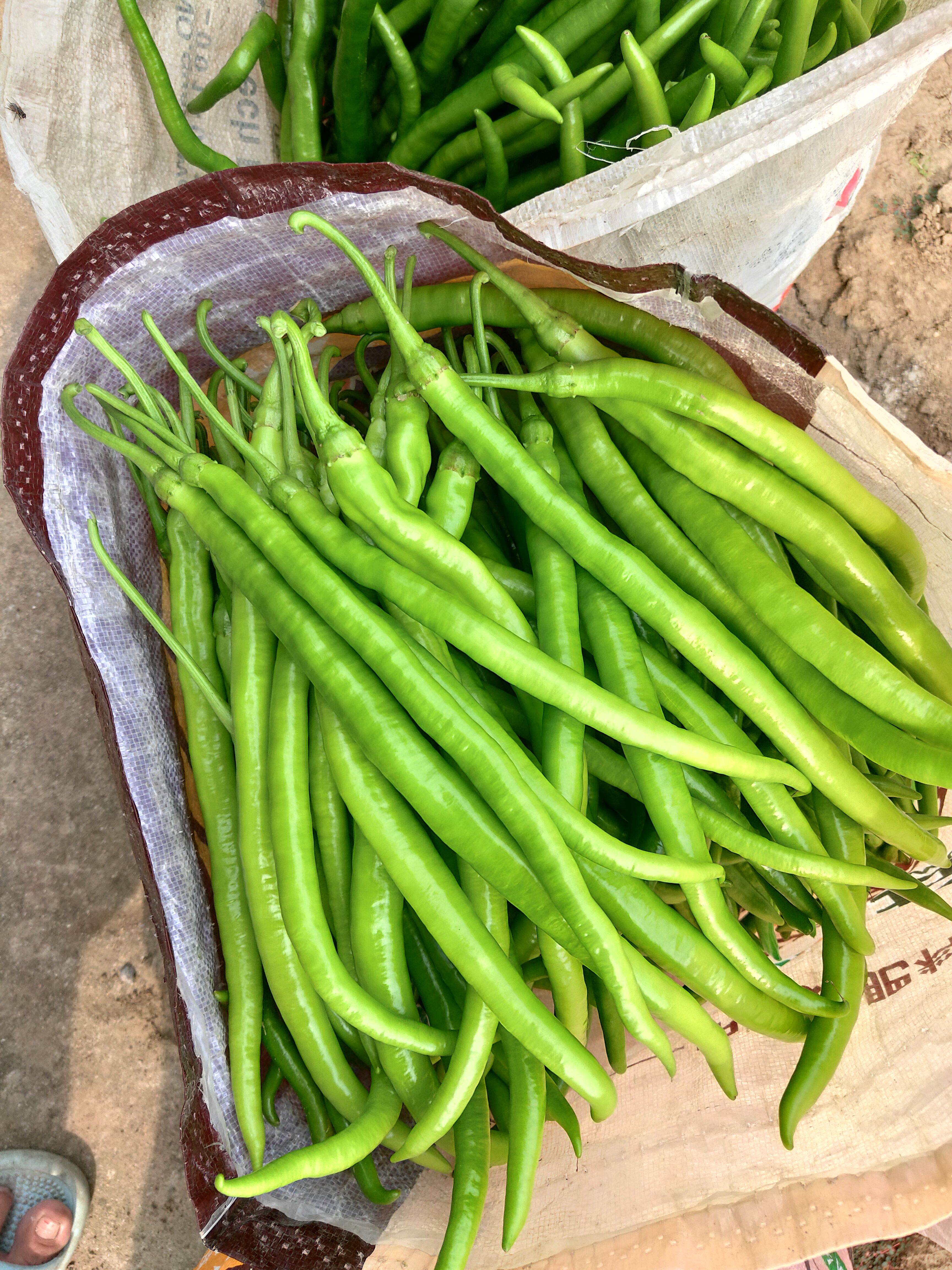 精品线椒，二荆条，3号椒，8号椒，皱皮，螺丝椒，301，