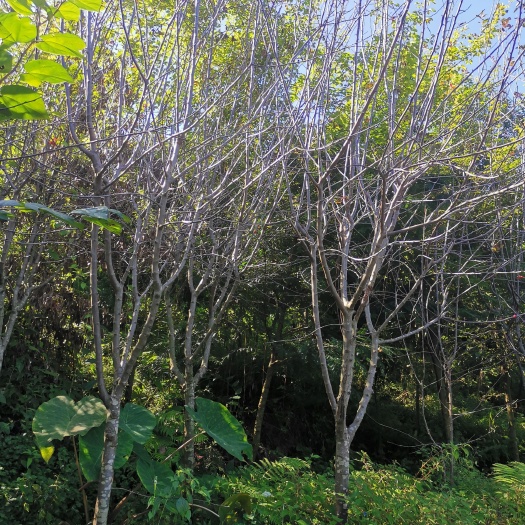 北美海棠4公分5公分6公分7公分8公分9公分