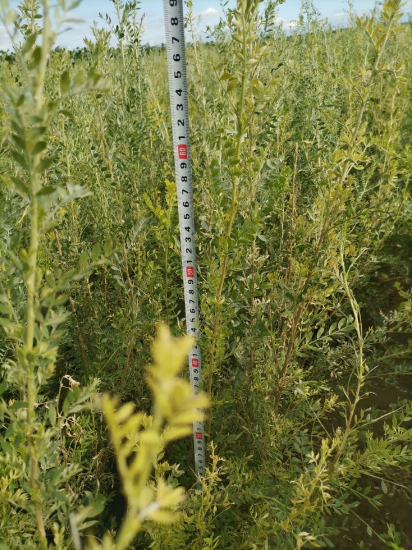 柠条苗  白柠条