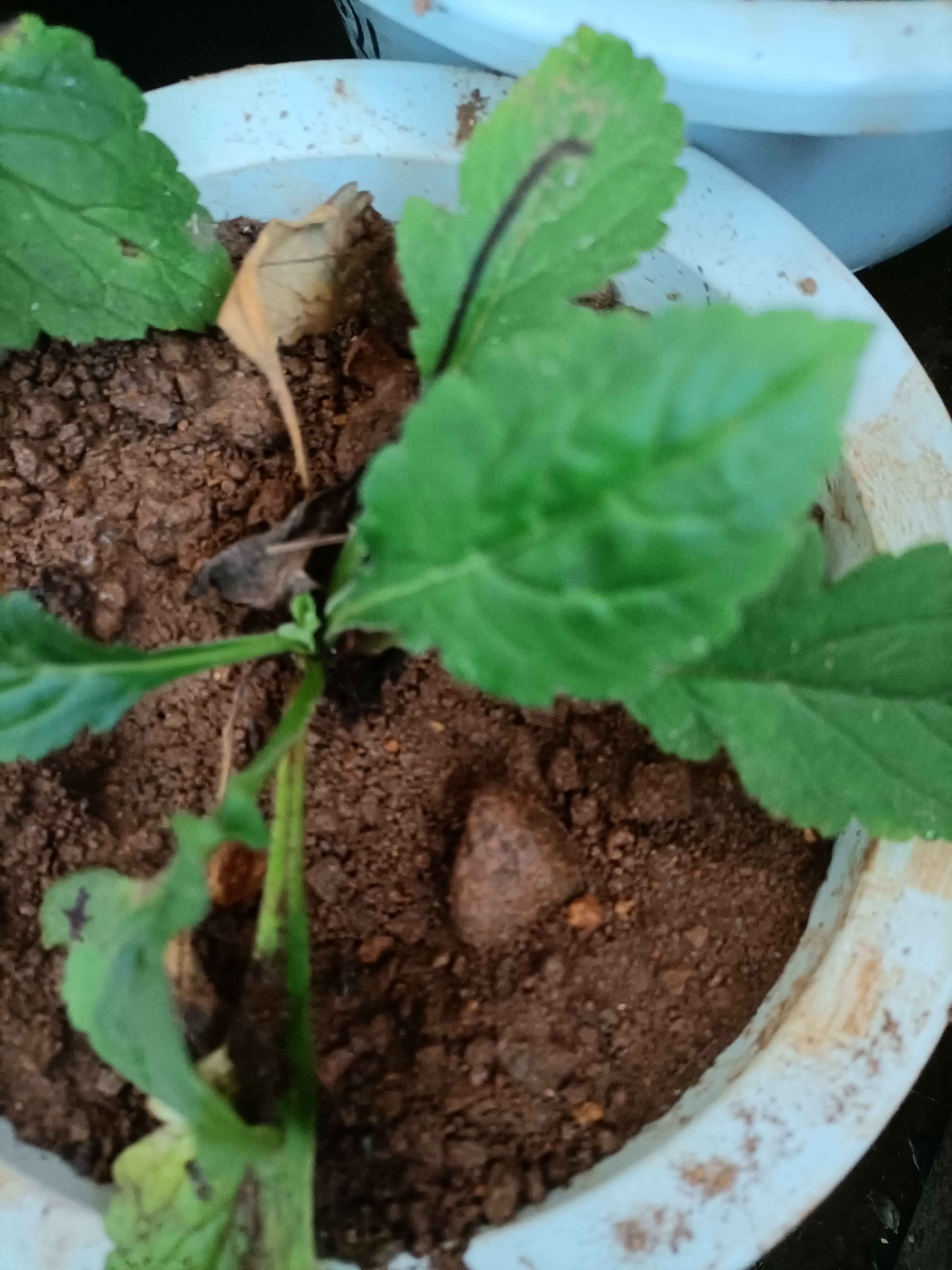 菥蓂 云南无硫黄花败酱草天然植物云南雅诺生物雪上小草统货