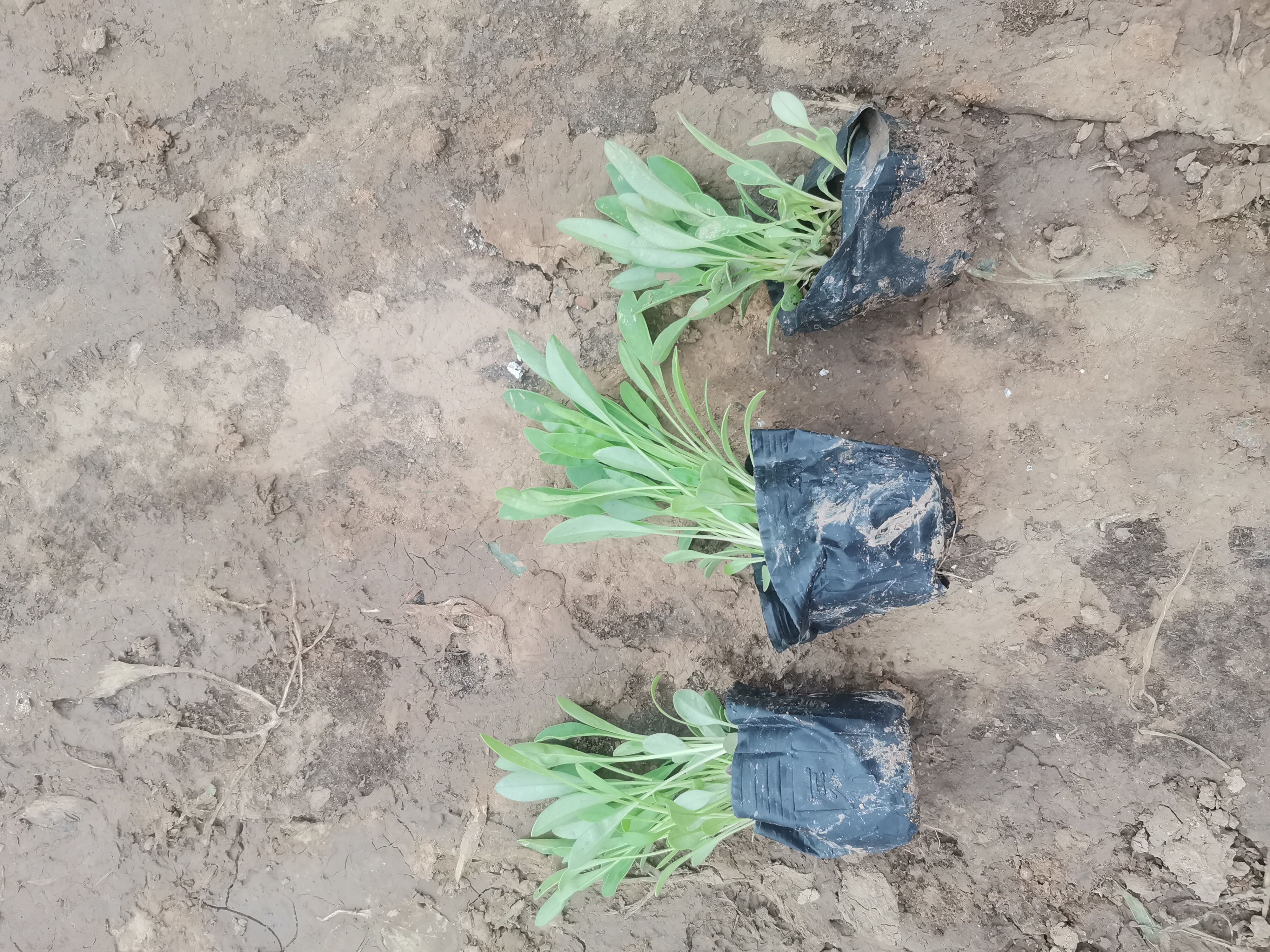 金鸡菊苗  撒种多芽大花金鸡菊基地直销质优价廉