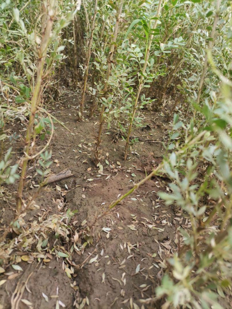 柠条苗  白柠条