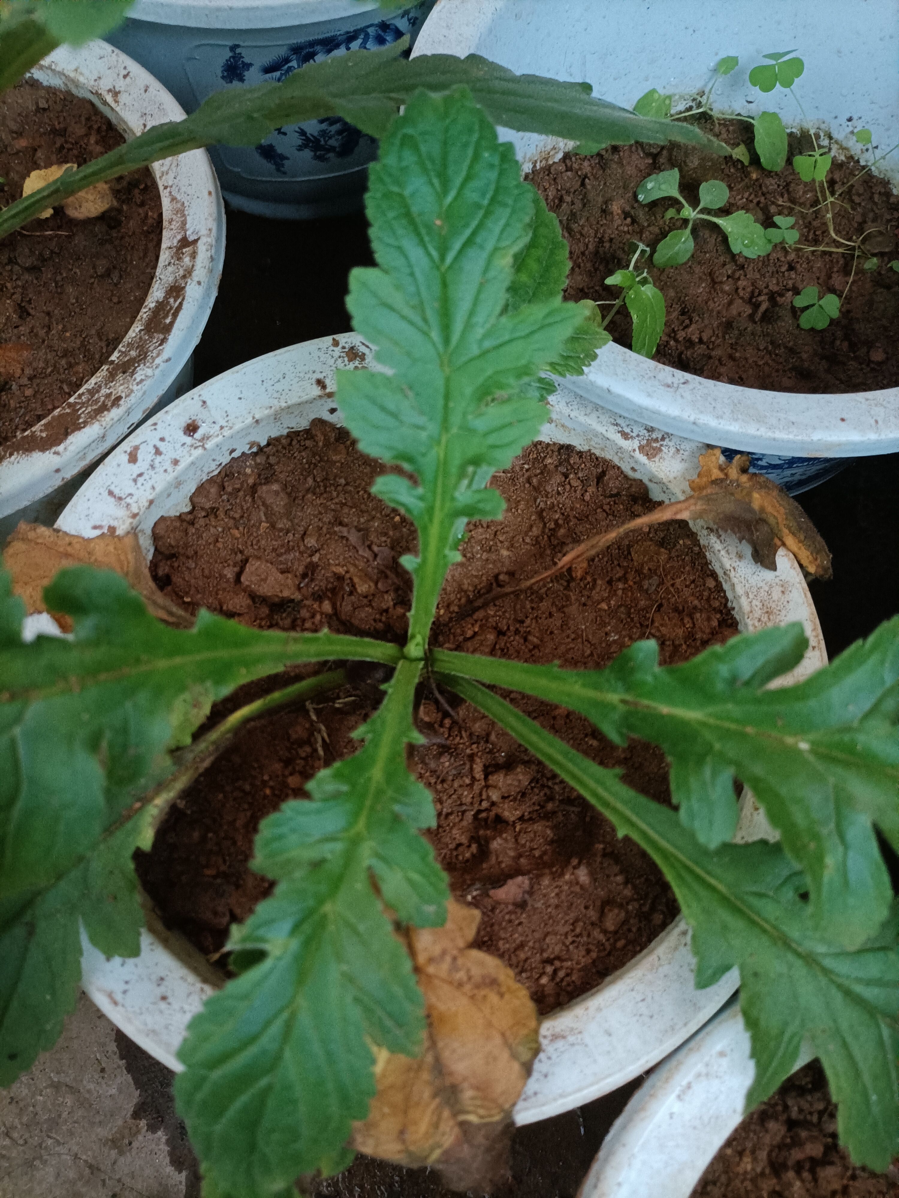 菥蓂 云南无硫黄花败酱草天然植物云南雅诺生物雪上小草统货
