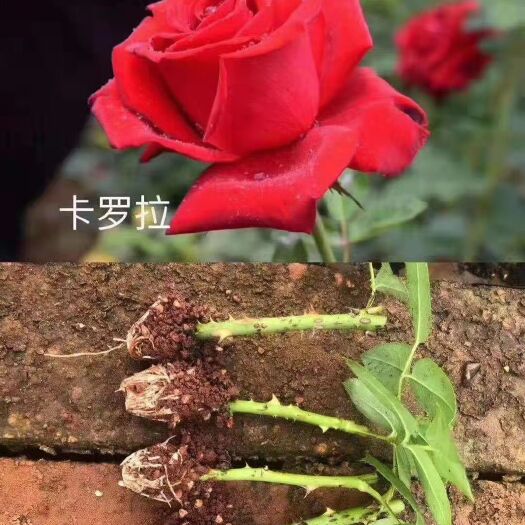 昆明亳州月季苗批发 月季苗  月季