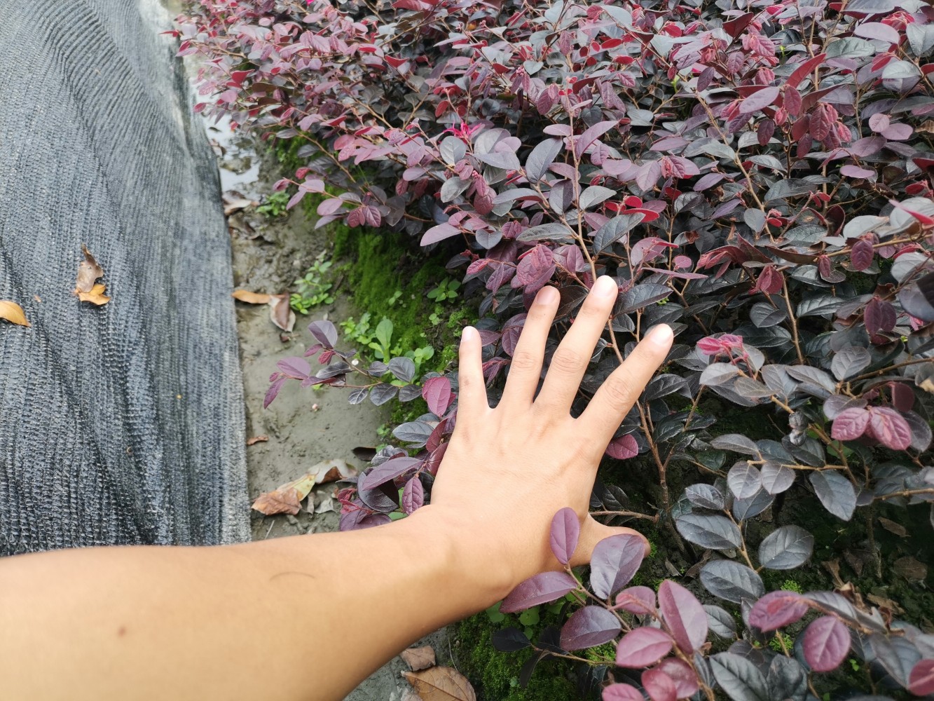 红花继木  红继木16杯