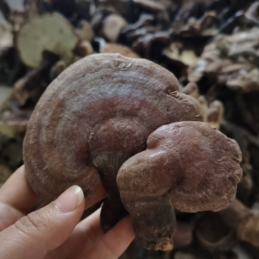 宜都市天然灵芝