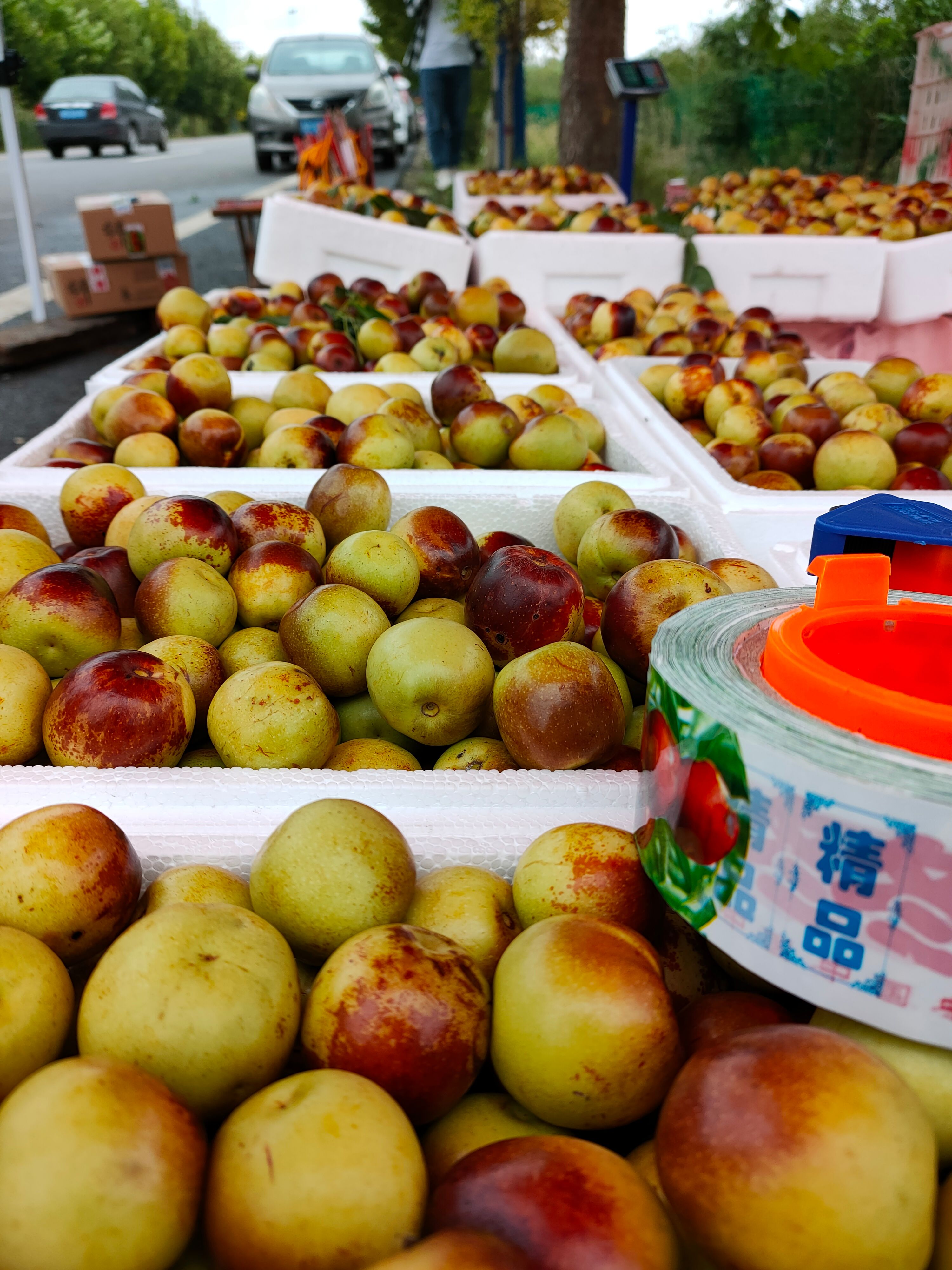  大鹏冬枣火爆热卖中，嘎嘣脆，西甜甜。