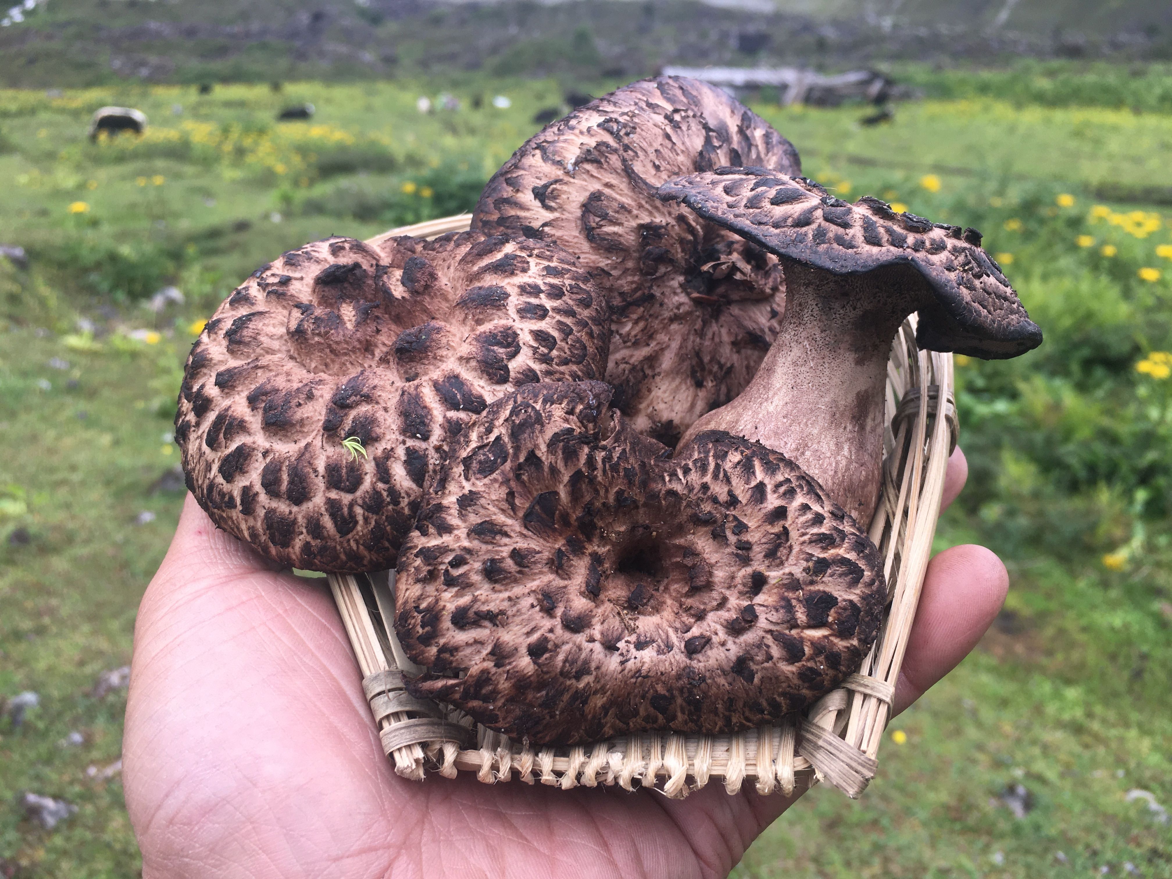 虎掌菌 野生虎掌菌 西藏虎掌菌 产地直发 一手货源 品质保证