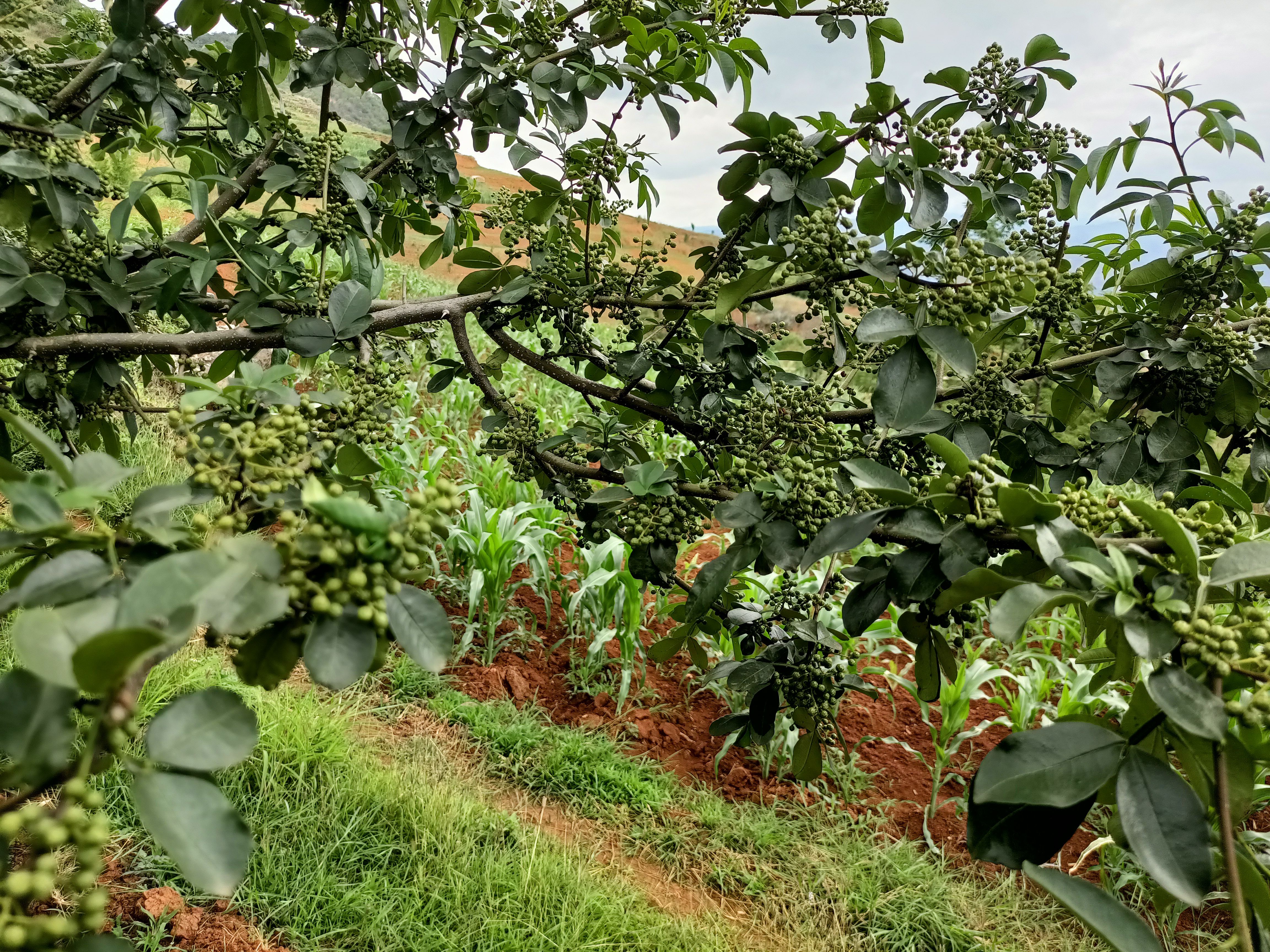 AAA青花椒苗    又叫无刺花椒苗   产量高 易采收
