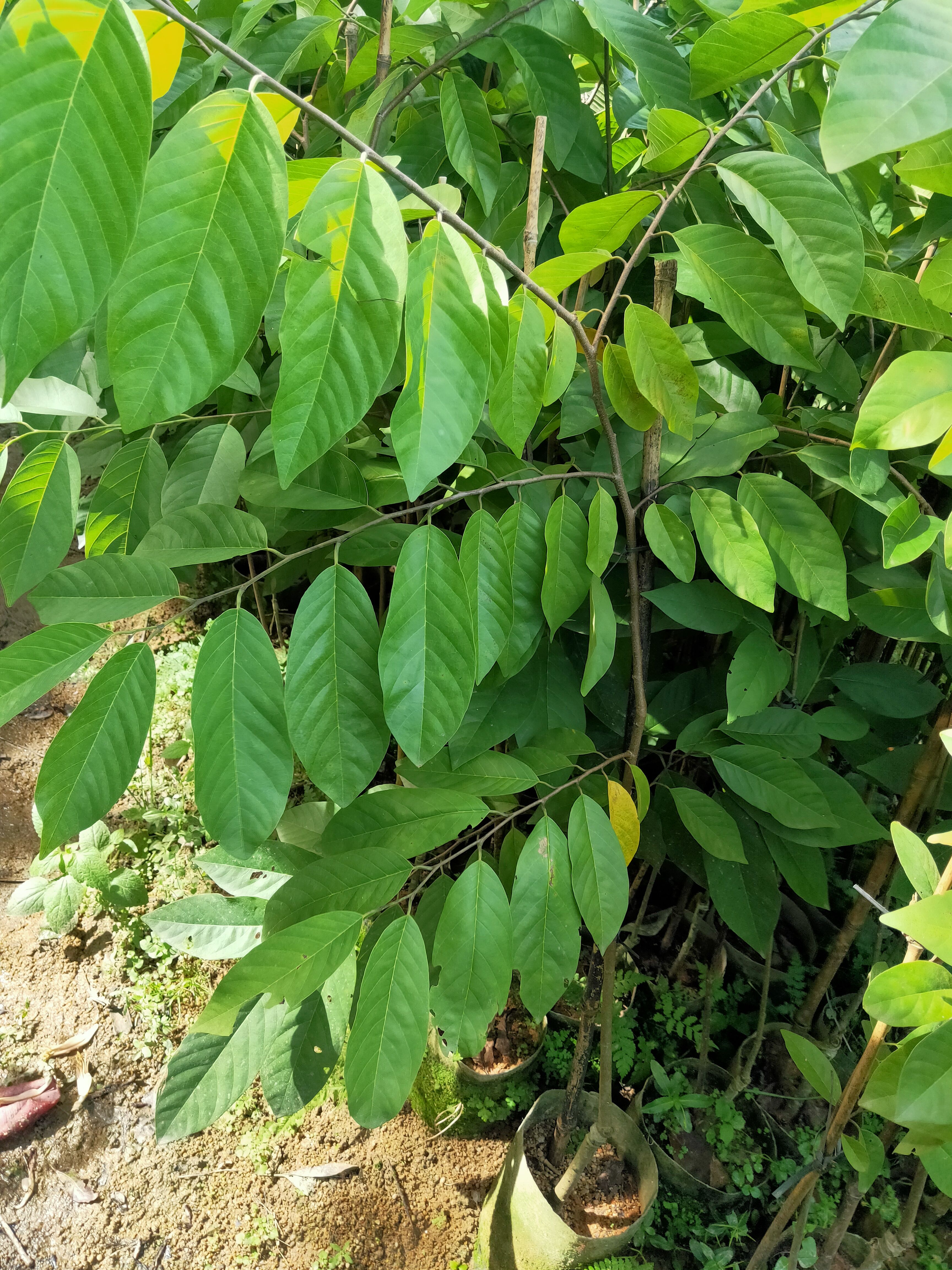 释迦果苗，营养杯苗，小小棵都开花的！嫁接苗！