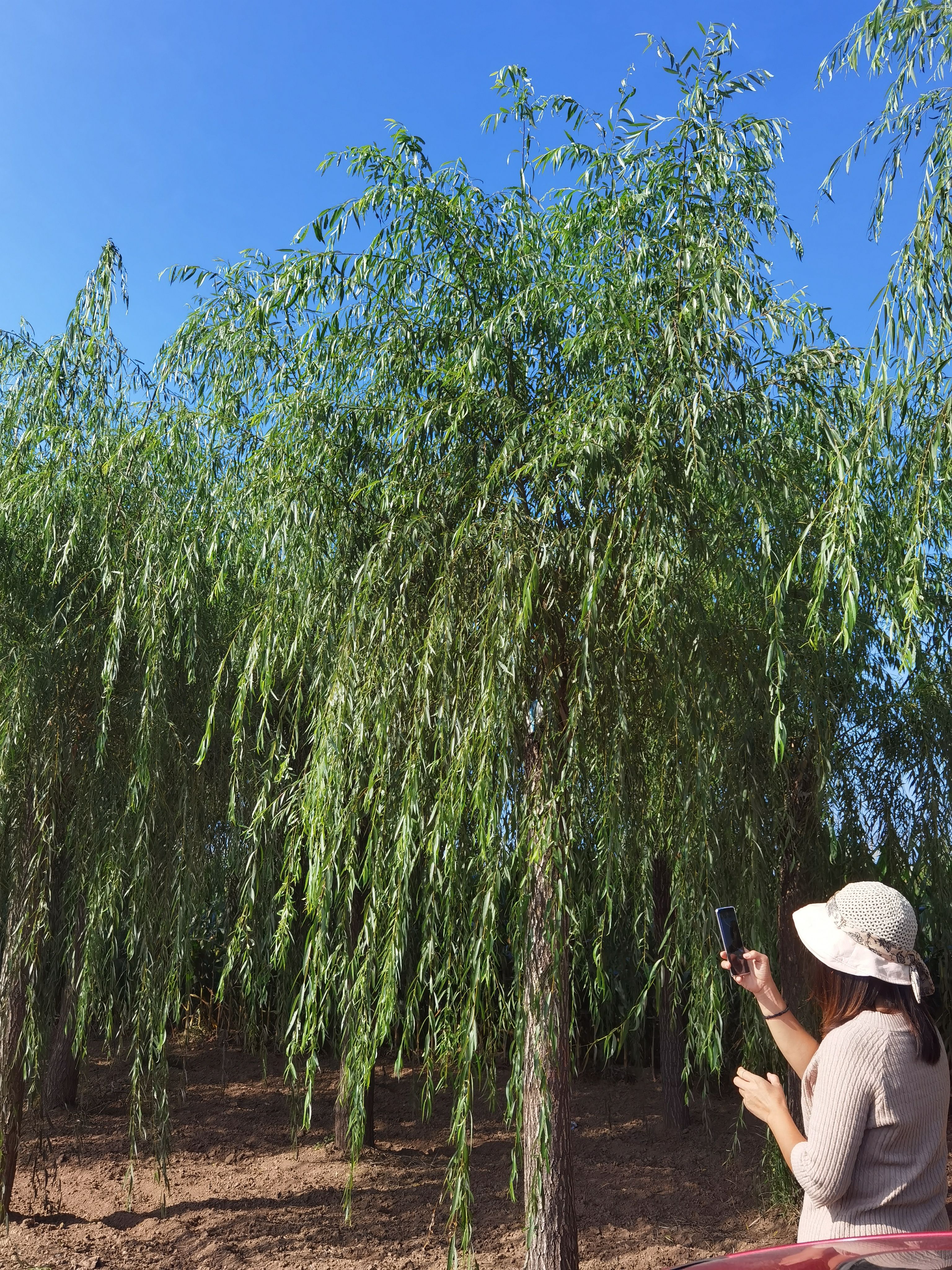 柳树苗  精品垂柳大小规格都有15公分垂柳