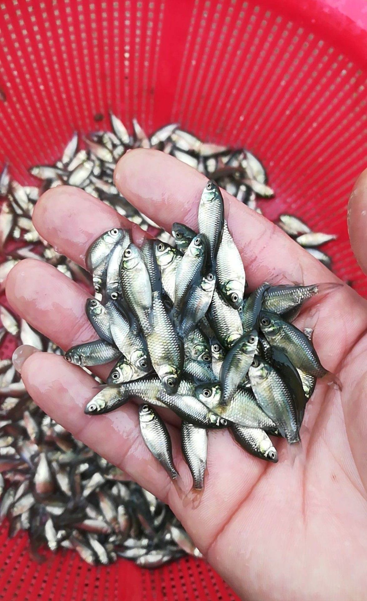鲫鱼苗大量出售，免费送货上门，货到付款