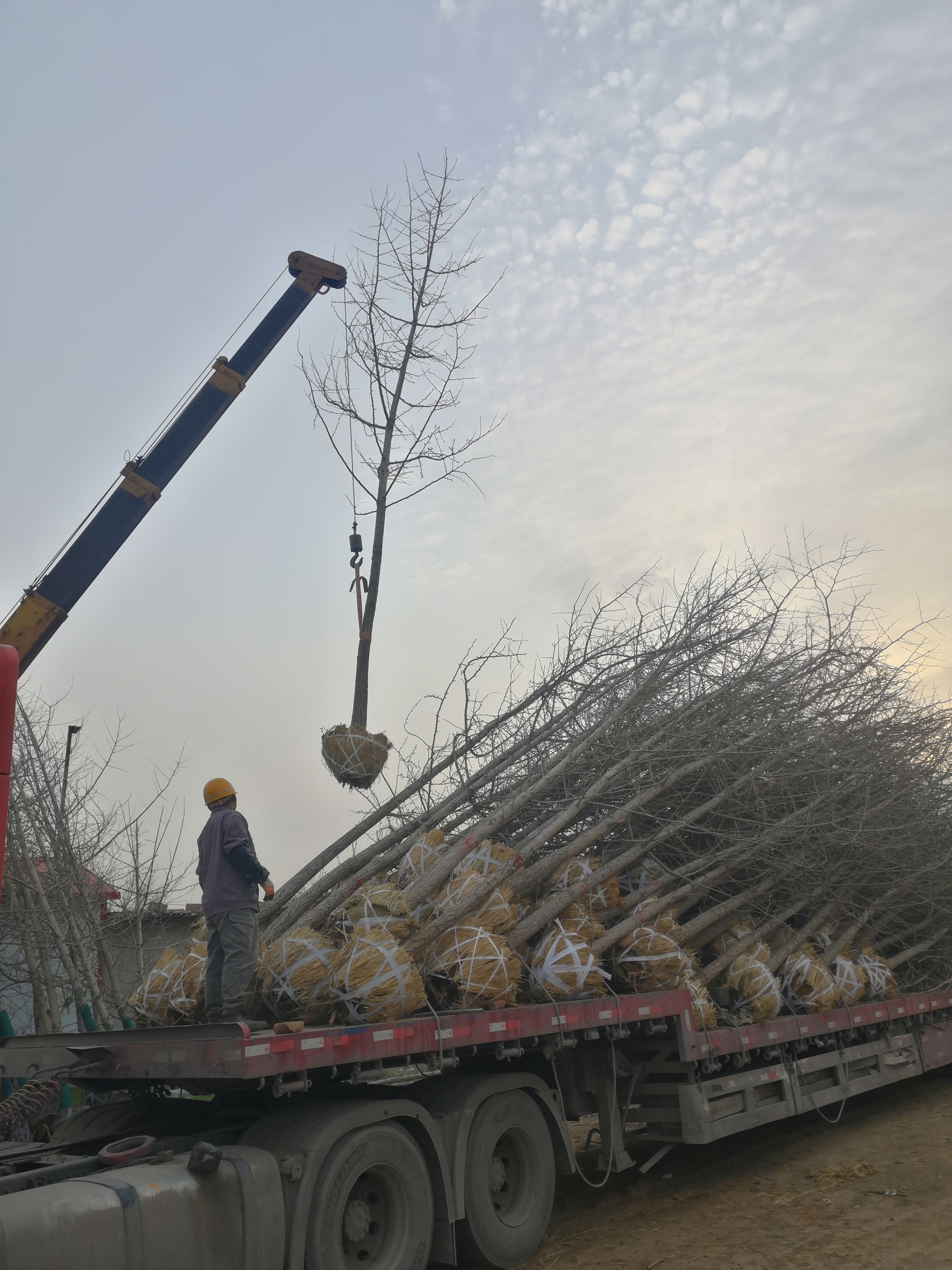 白果树 精品白果苗木12-18公分白果树苗