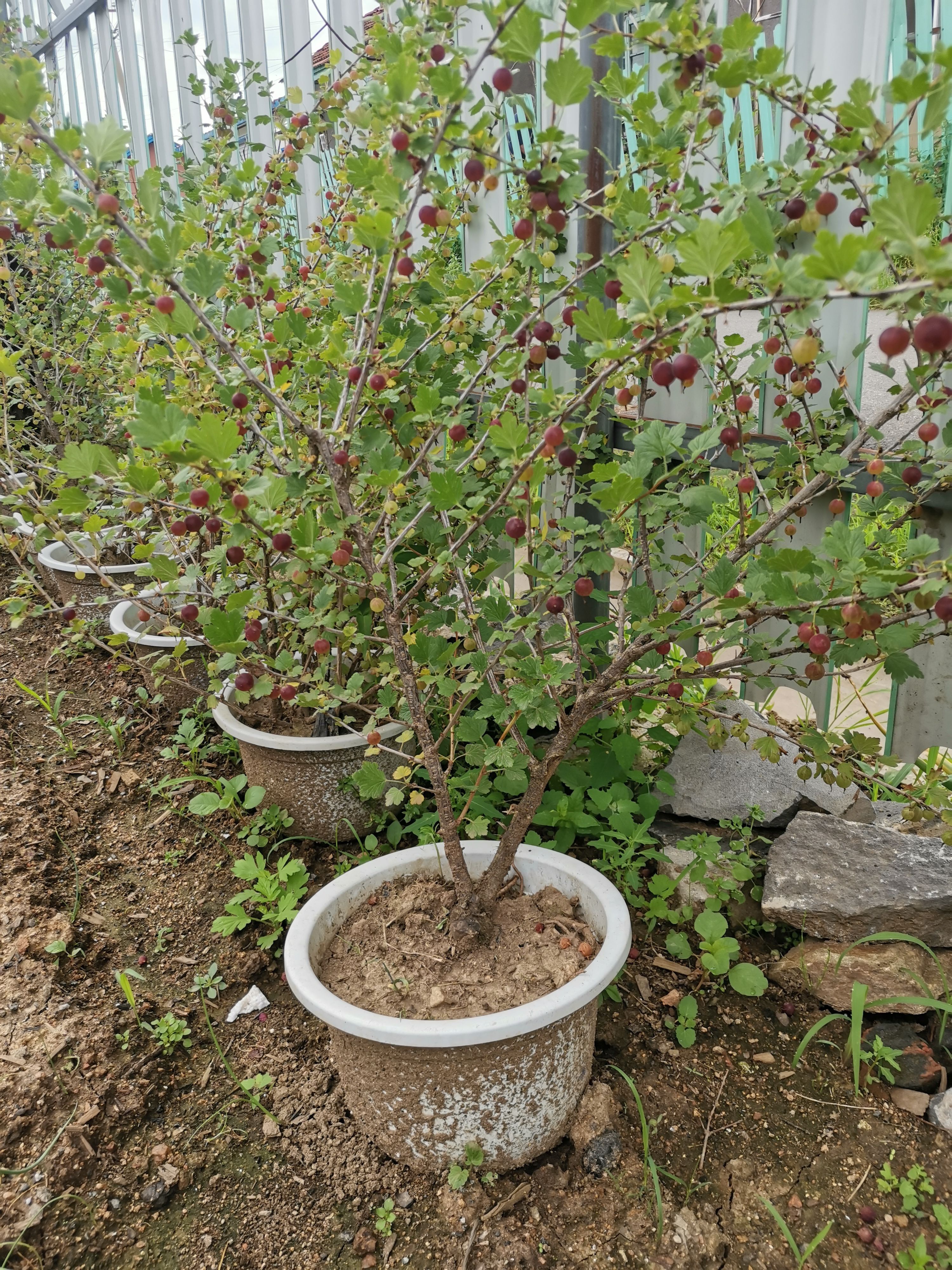 灯笼果苗加拿大灯笼果苗大果型灯笼果苗，叉多灯笼果苗