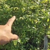 文昌市沉香苗 沉香小杯苗，通货30到120公分的