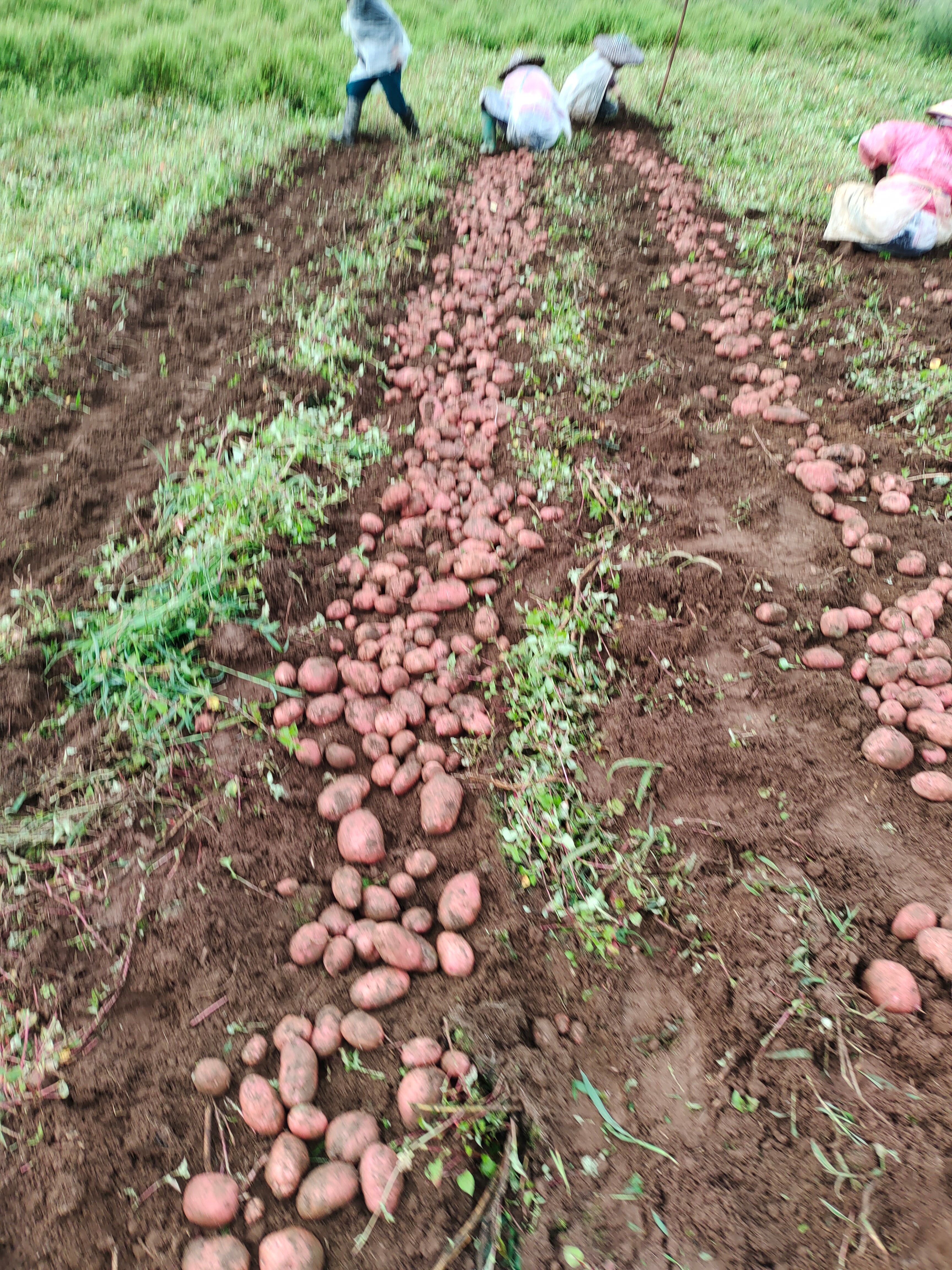  大量青薯9号上市有需要的老板可以联系