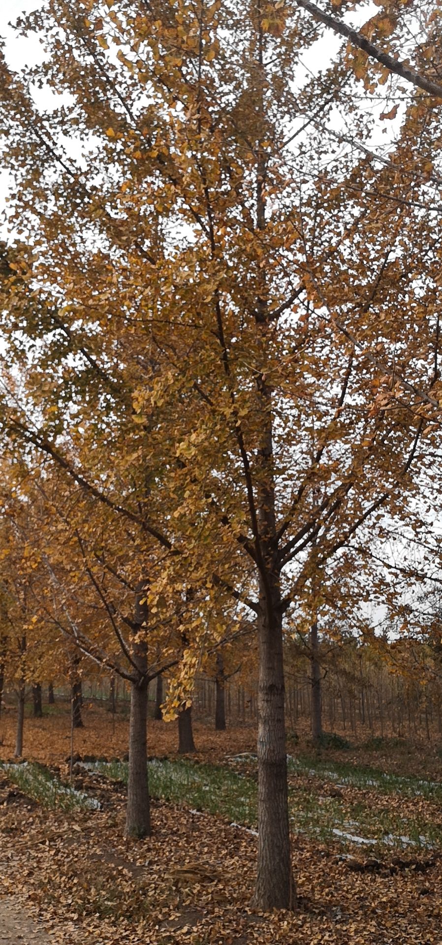 白果树 精品白果苗木12-18公分白果树苗