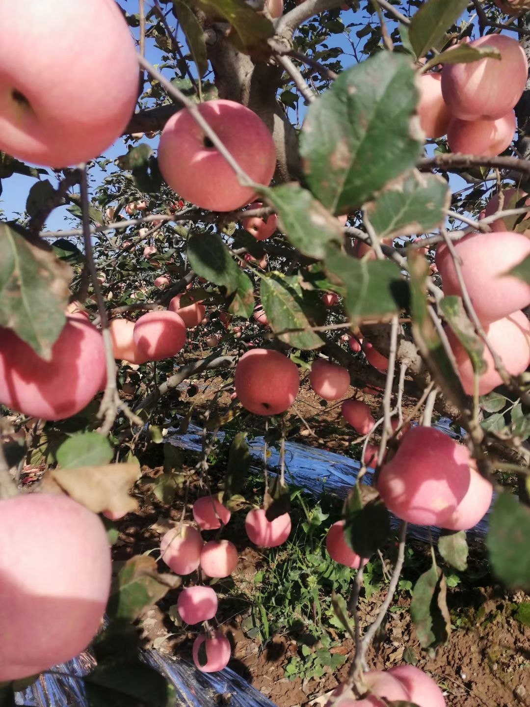  纸袋红富士苹果大量有货，对接各大电商微商，