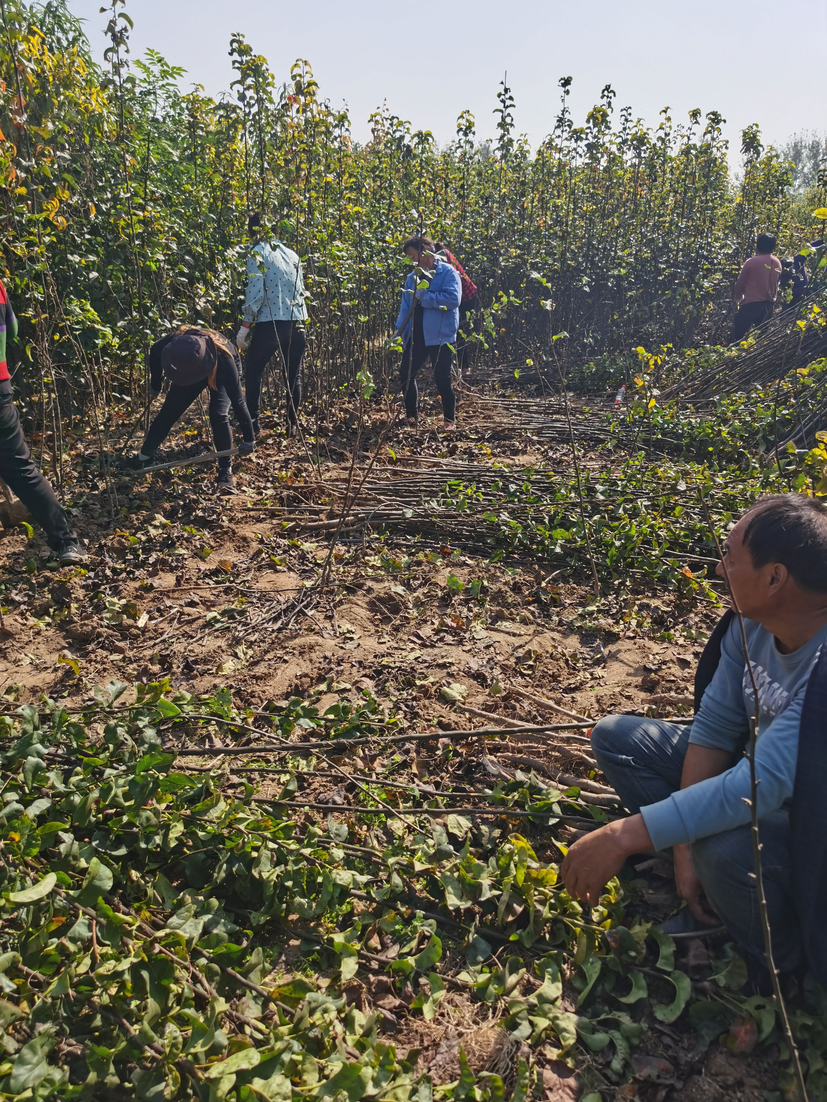 秋月梨树苗 品种保证 规格齐全 价格优惠