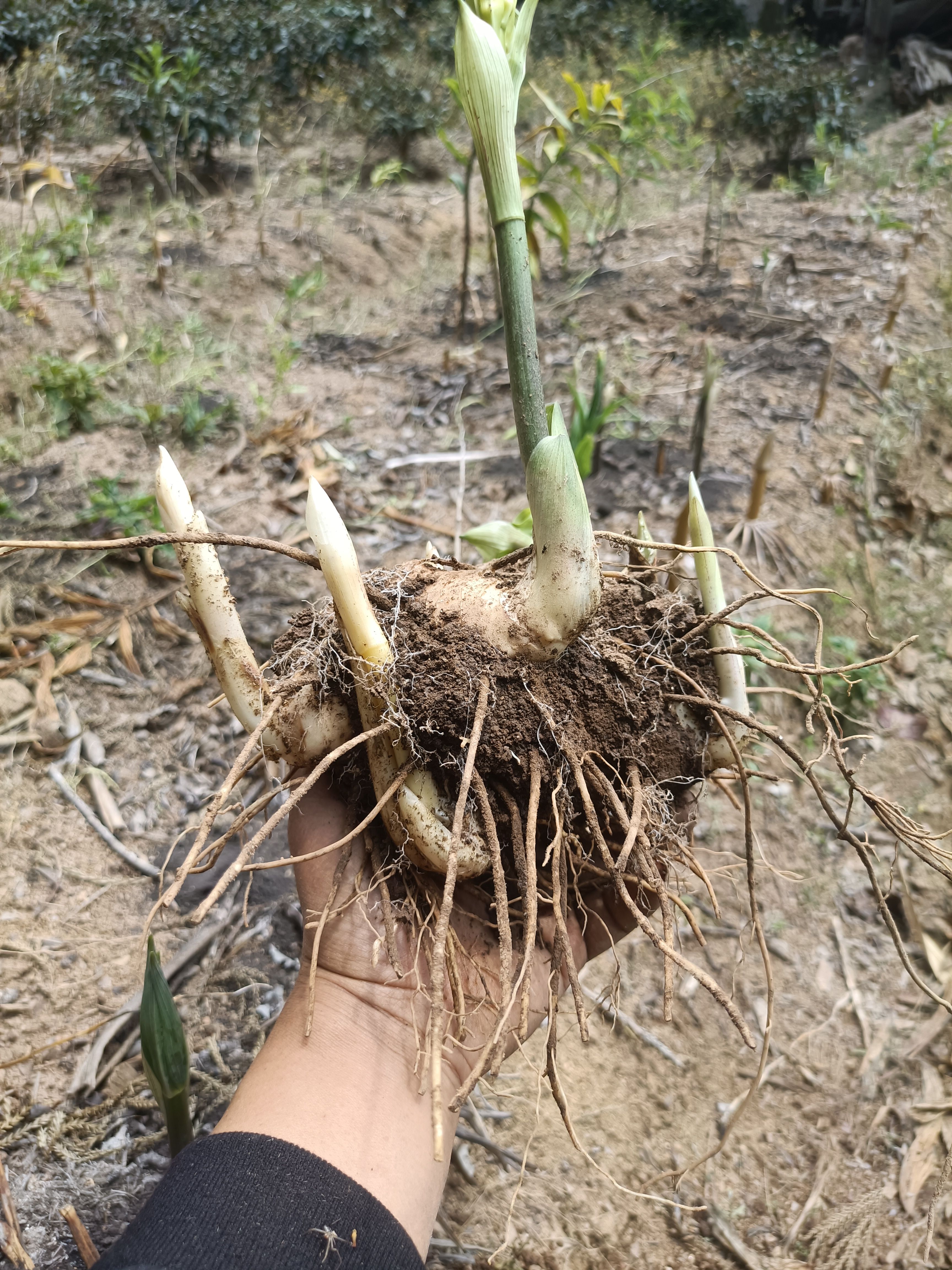 黄精种苗  姜型多花不倒苗黄精籽育苗 种子育苗 老虎姜苗 基地直供100