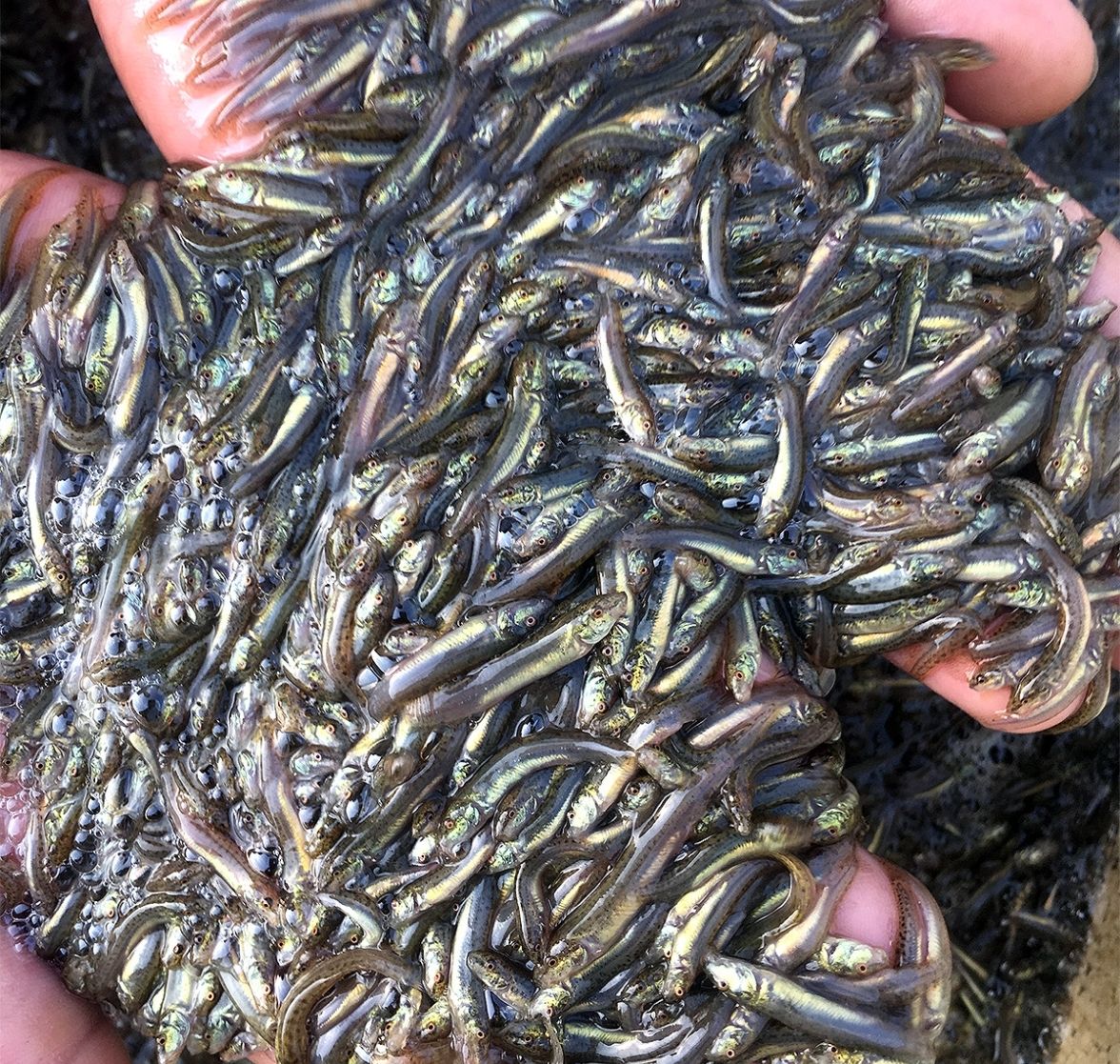 泥鳅苗  送货上门，货到付款。