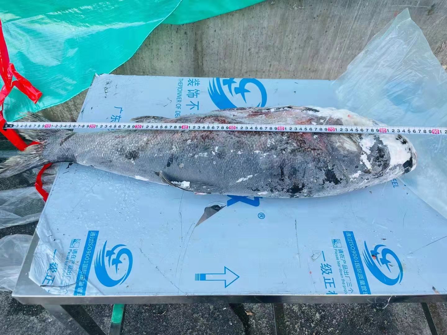 白鲢鱼 大白鲢，雄鱼，淡水鱼直批