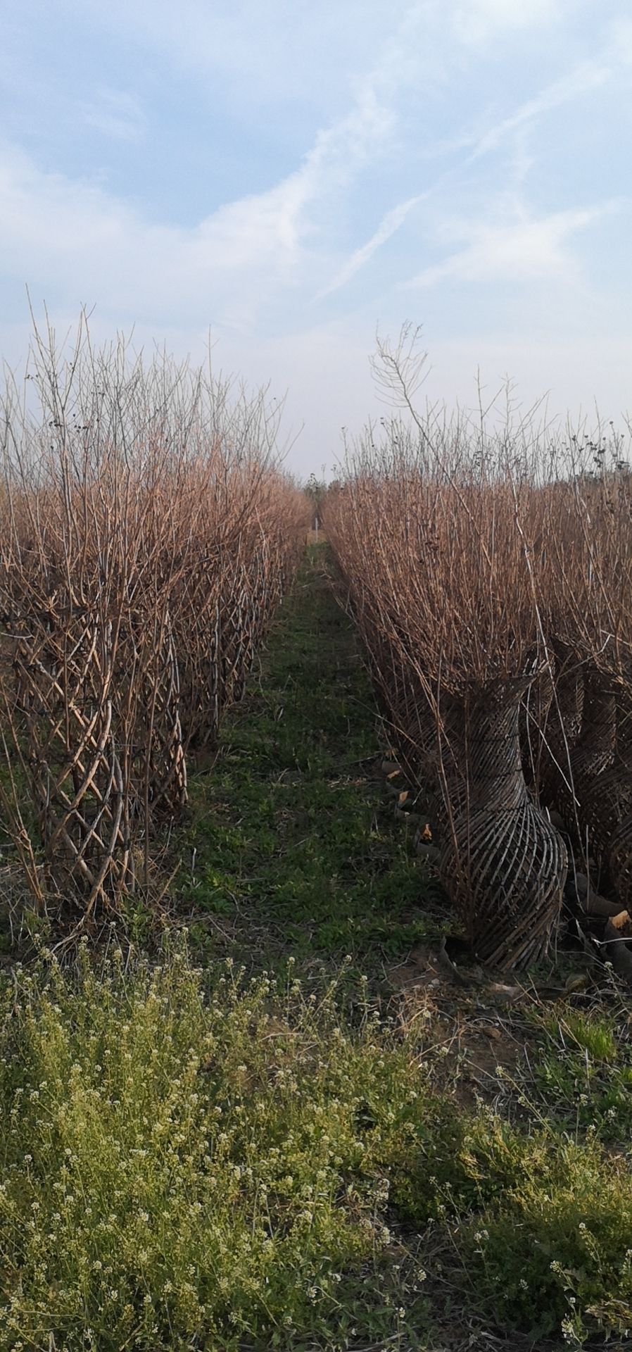 造型海棠长寿果白兰地海棠花瓶海棠盆栽