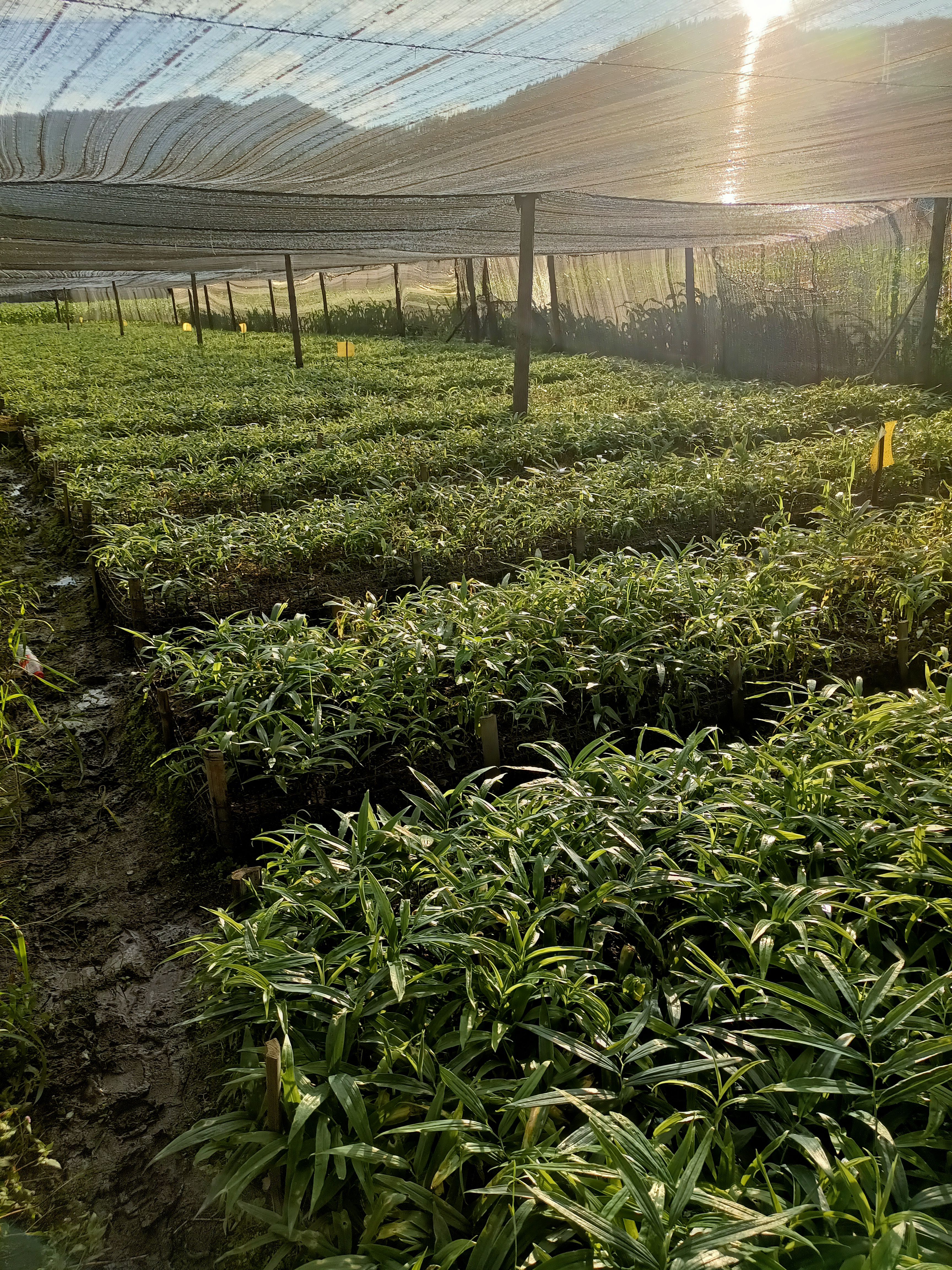 黄精种苗  姜型多花不倒苗黄精籽育苗 种子育苗 老虎姜苗 基地直供100