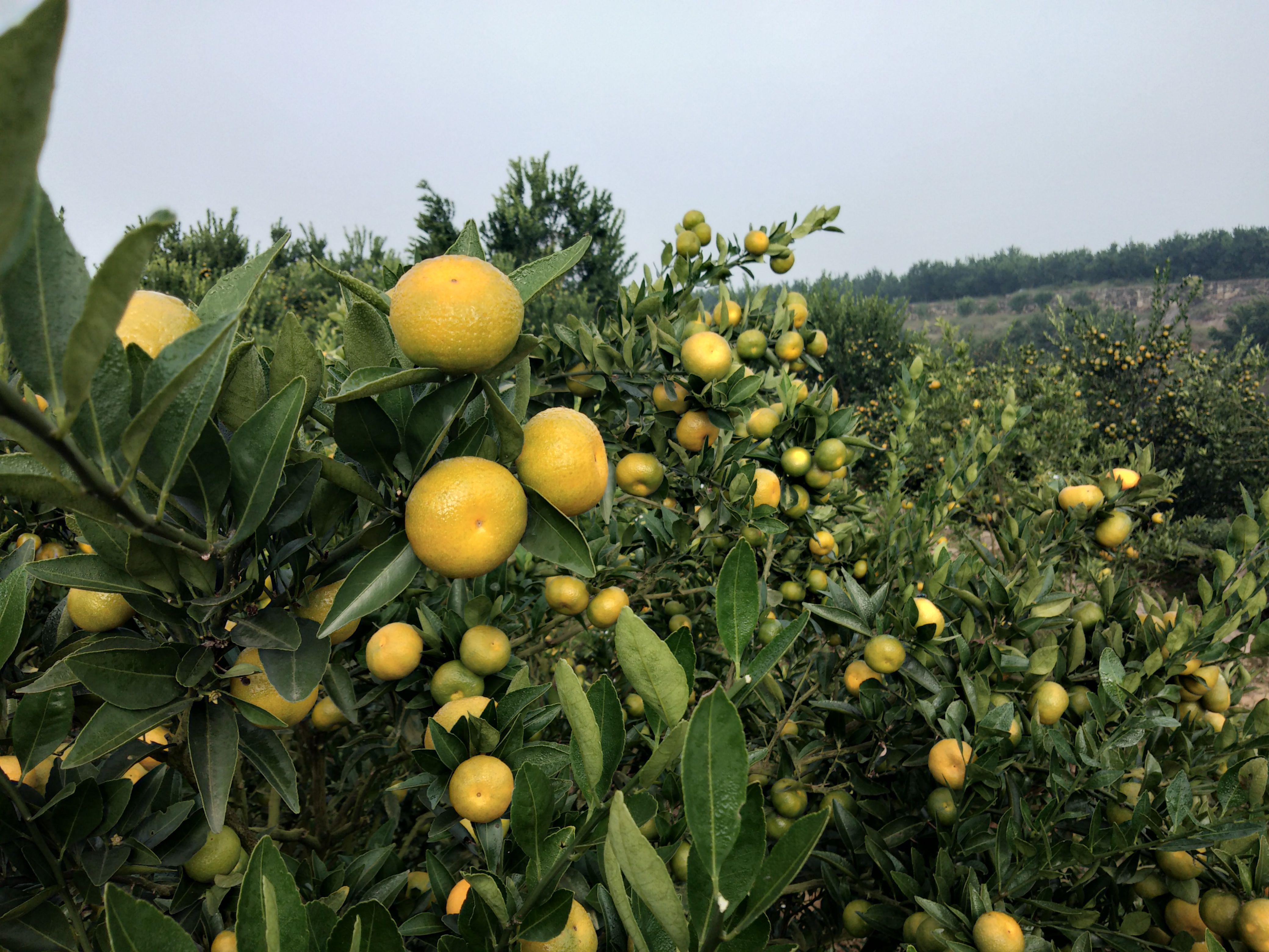 柑桔  柑橘，八月桔上市