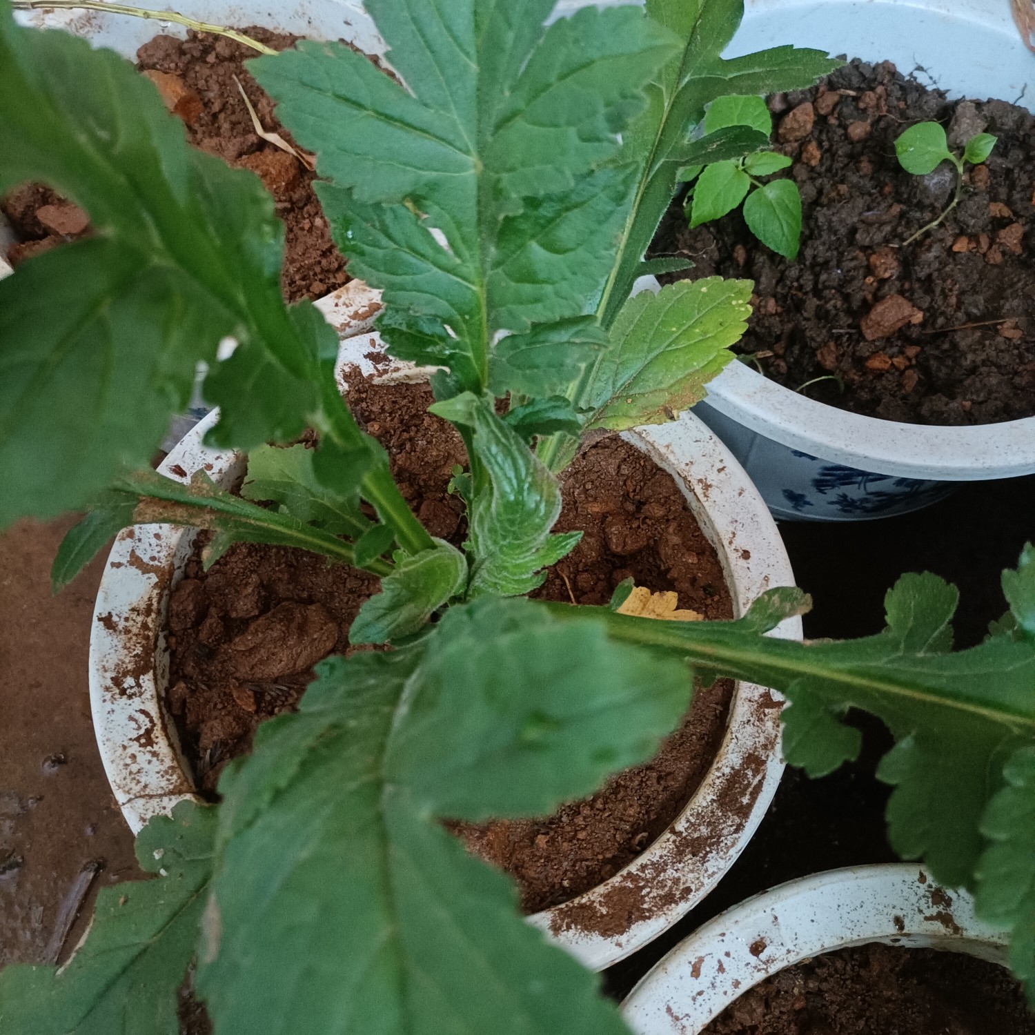 菥蓂 云南无硫黄花败酱草天然植物云南雅诺生物雪上小草统货