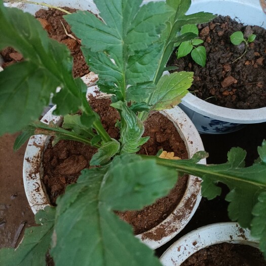 罗平县菥蓂 云南无硫黄花败酱草天然植物云南雅诺生物雪上小草统货