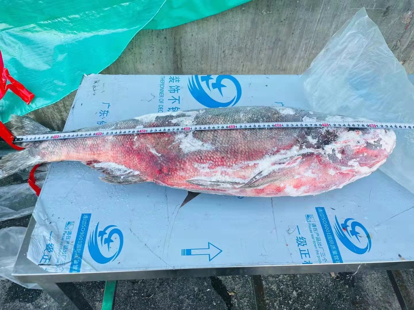 白鲢鱼 大白鲢，雄鱼，淡水鱼直批