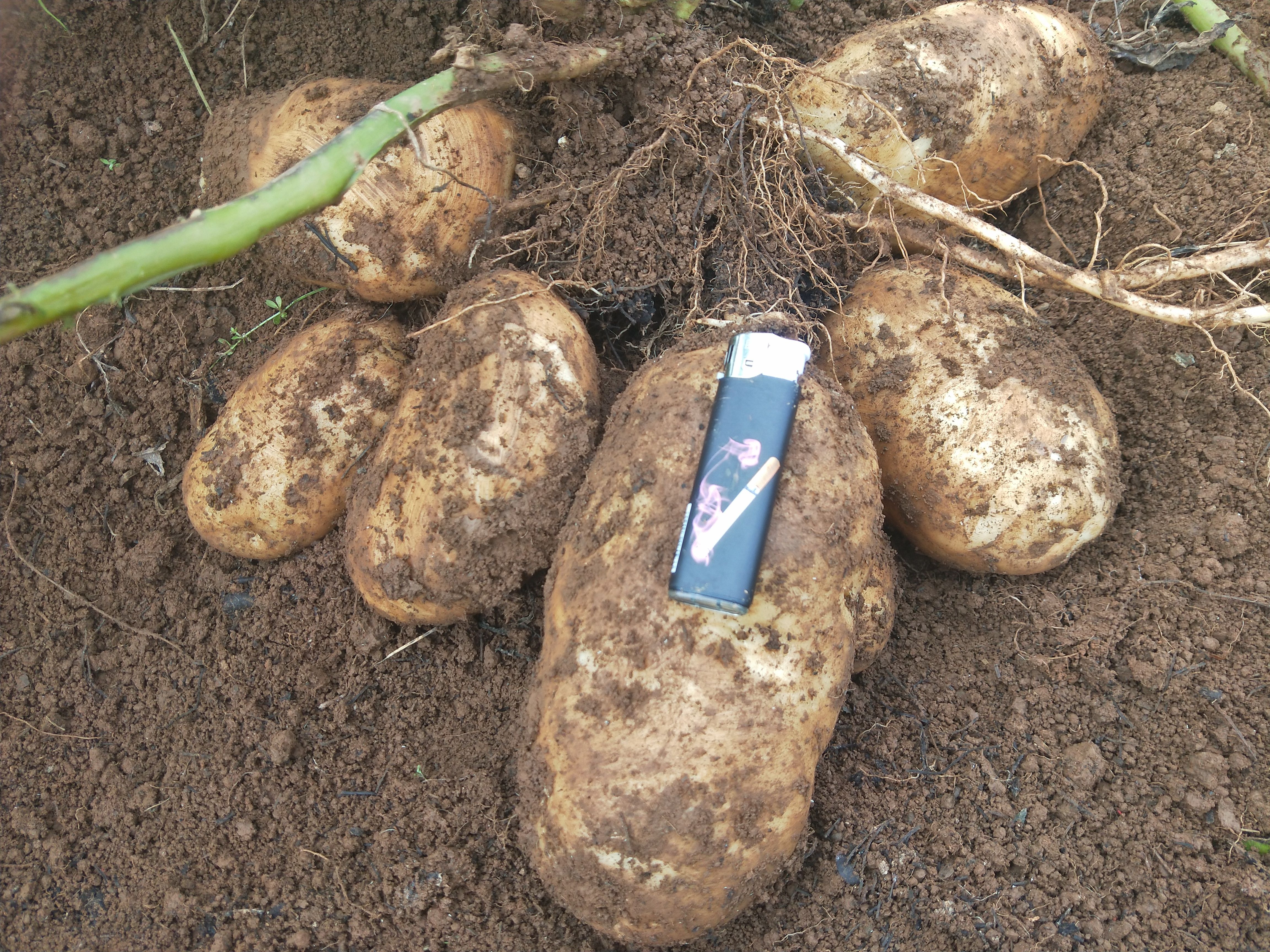 丽薯6号种薯  丽江市太安乡优质丽薯6号土豆种，产地直发，欢迎大家来看货
