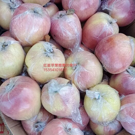 馆陶县红星苹果 河北邯郸