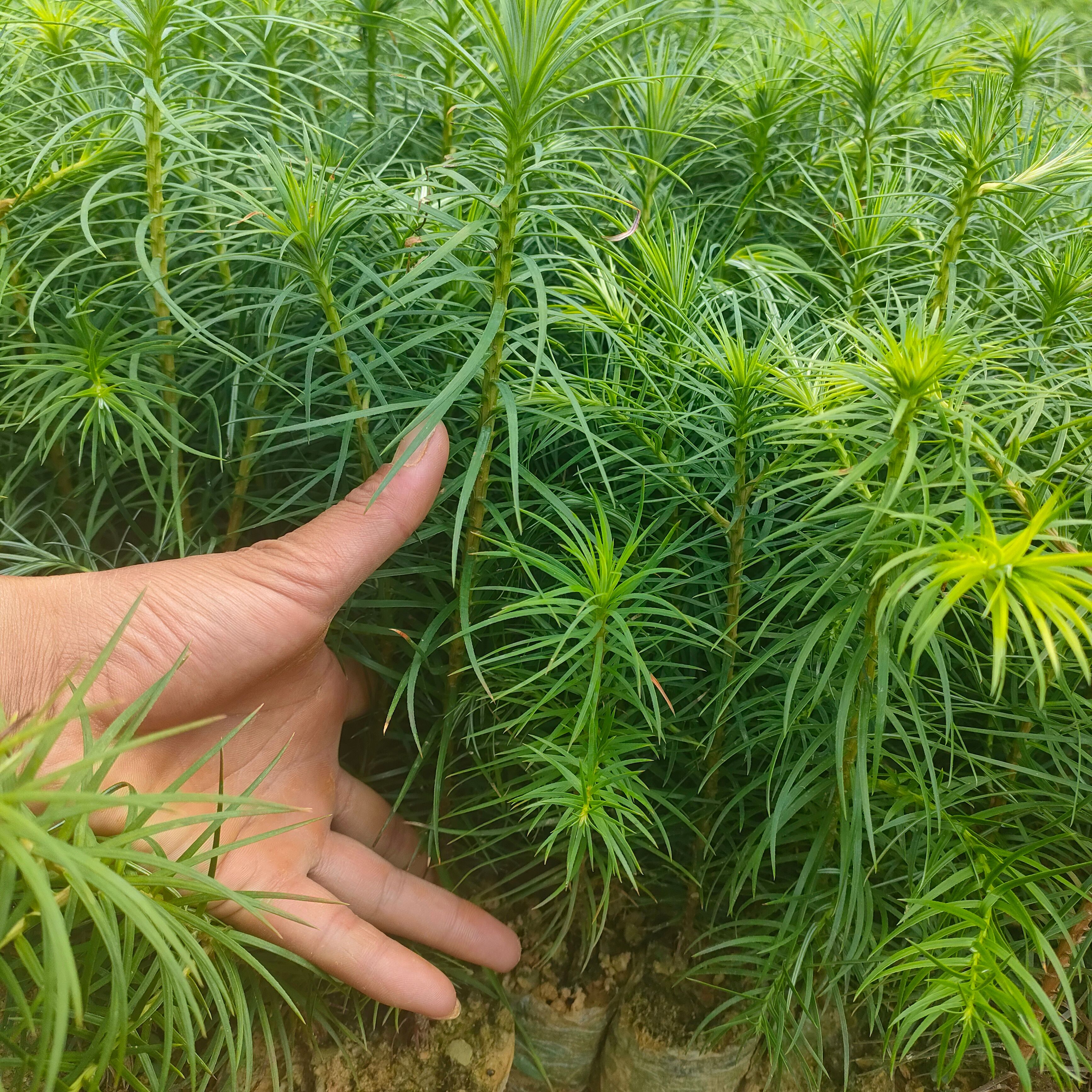 杉木树苗  2023年秋季杉木苗新苗大量上市，咨询有惊喜！