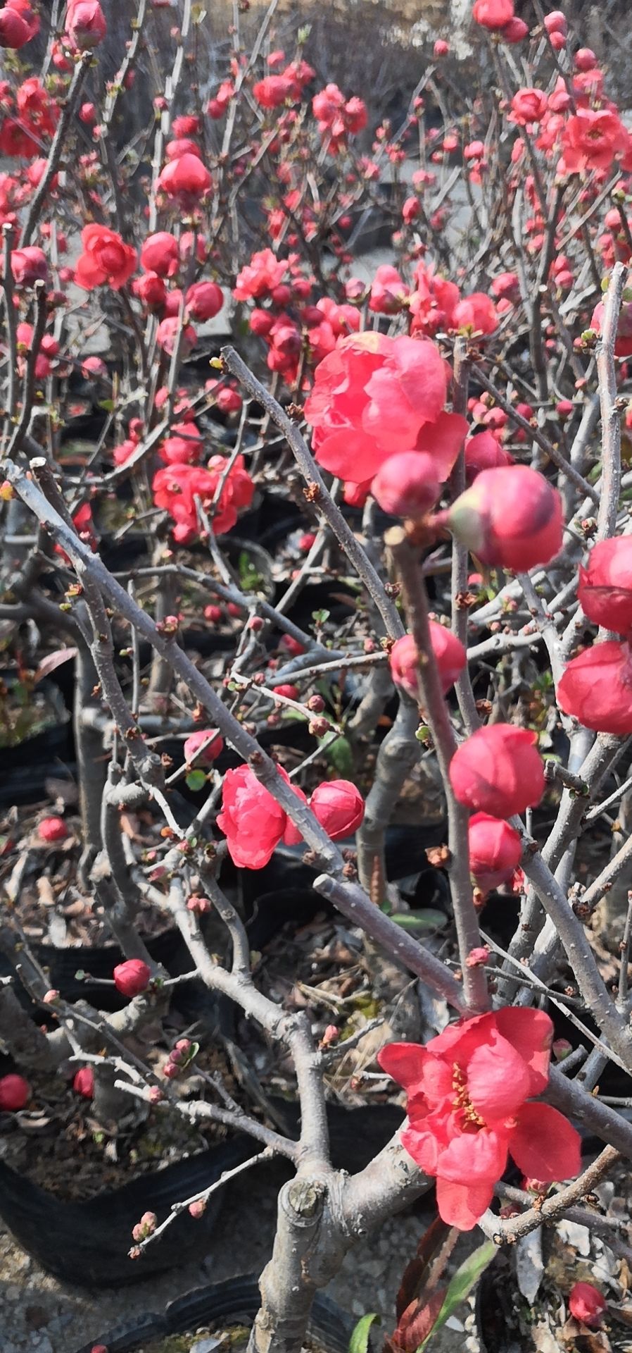 造型海棠长寿果白兰地海棠花瓶海棠盆栽