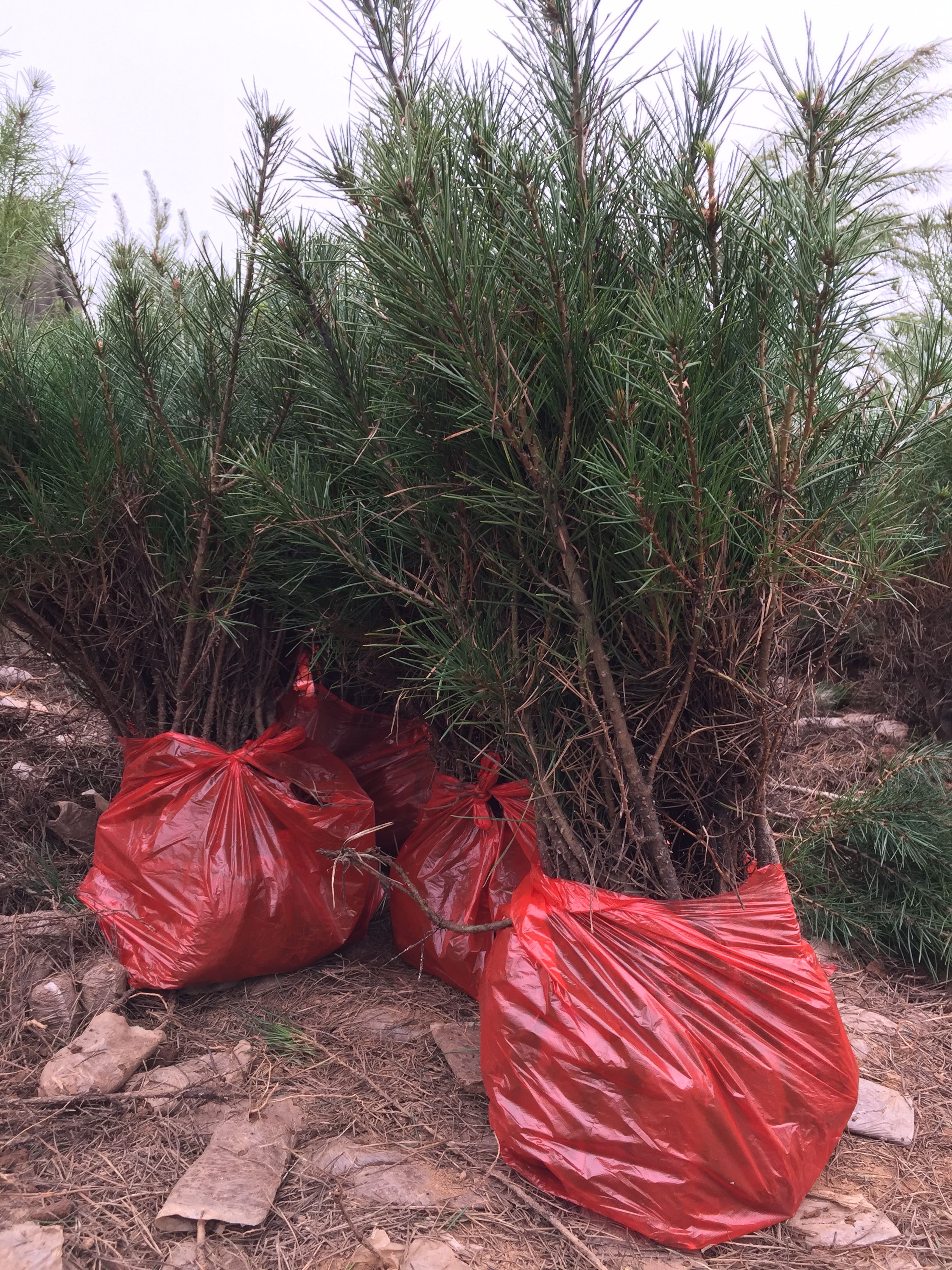 白皮松苗  白皮松小苗袋苗