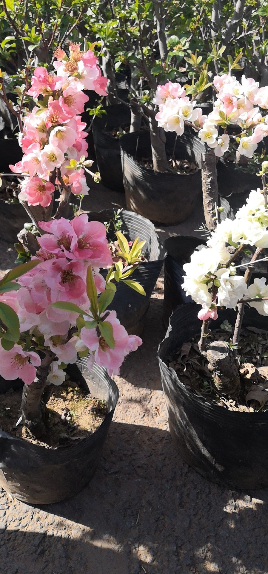 造型海棠长寿果白兰地海棠花瓶海棠盆栽