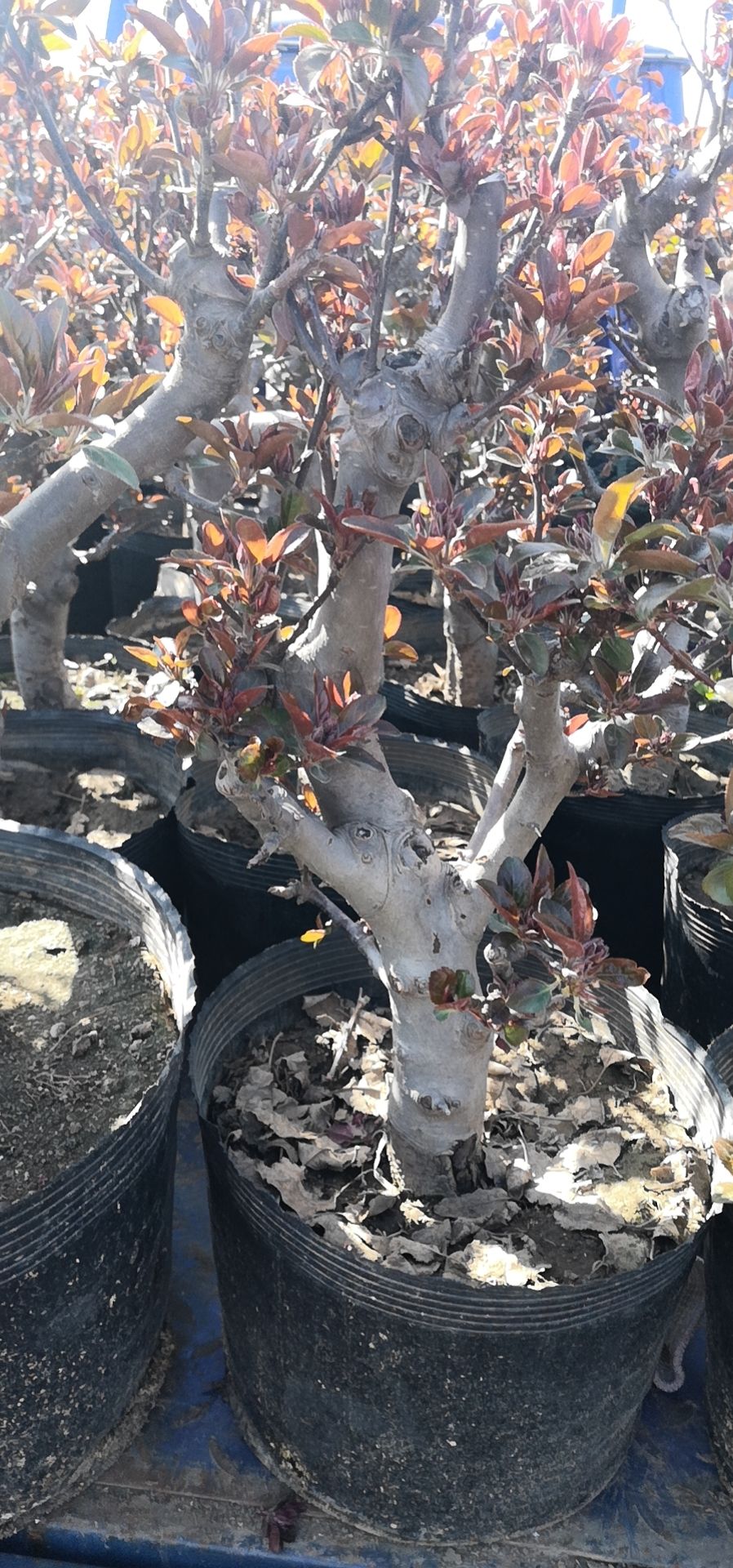 造型海棠长寿果白兰地海棠花瓶海棠盆栽