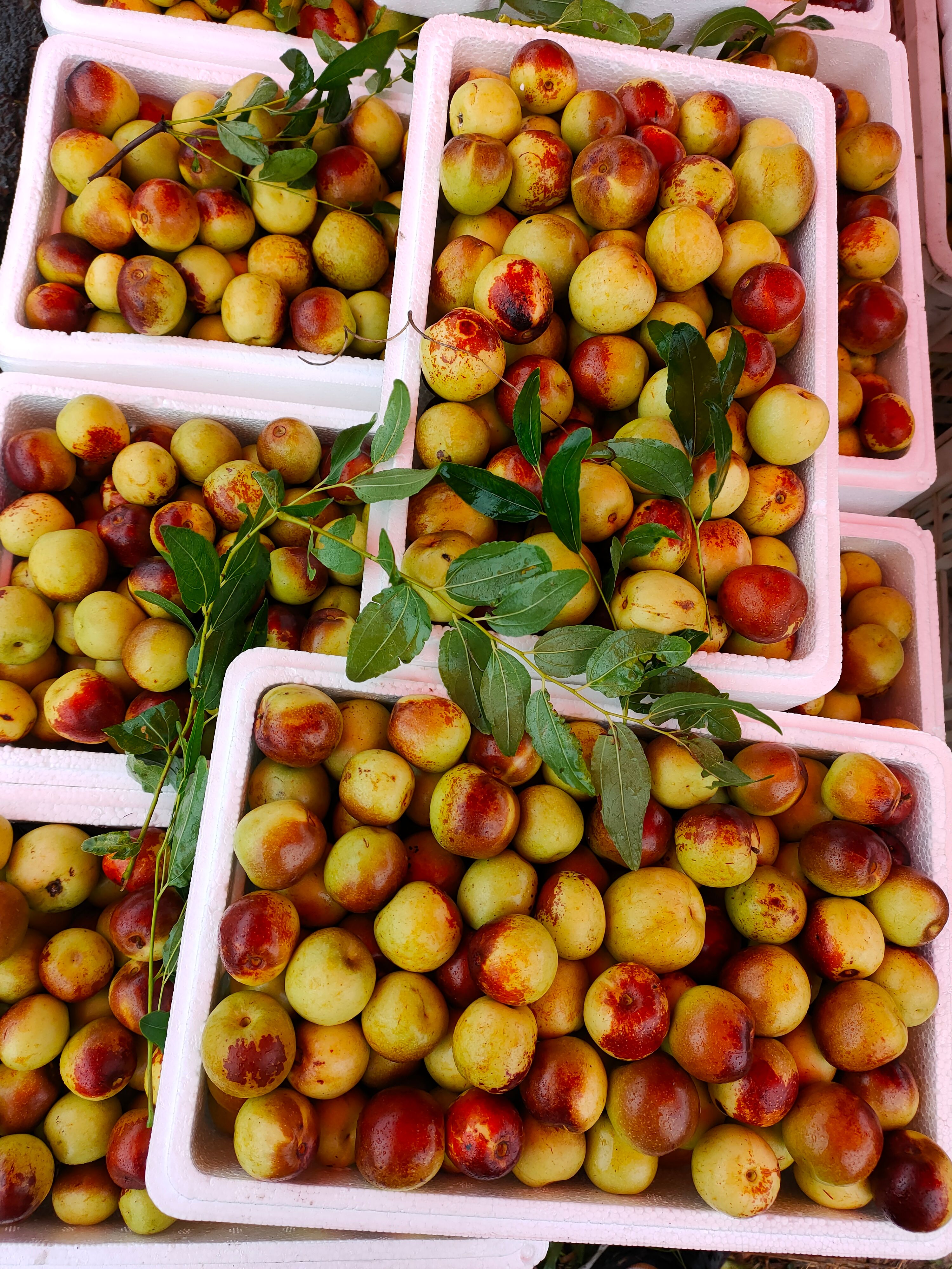  大鹏冬枣火爆热卖中，嘎嘣脆，西甜甜。