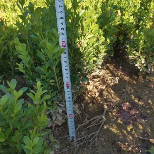 新乡瓜子黄杨 出售30-40豆瓣黄杨