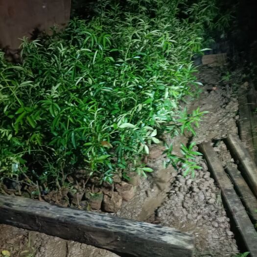 龙陵县AAA青花椒苗    又叫无刺花椒苗   产量高 易采收