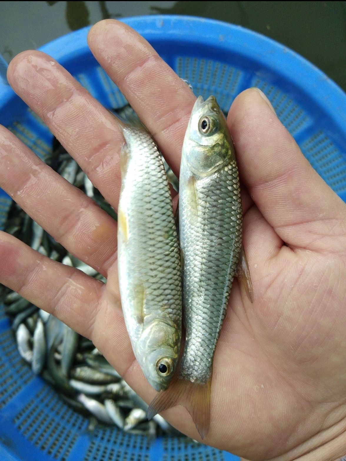 草鱼  支持送货上门，货到付款量大从优，四川，云南，贵州，湖